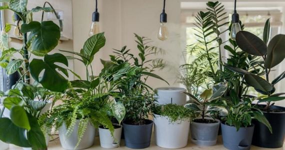 अपना घर आंगन - Episode 24: एक सकारात्मक घर के लिए सर्वश्रेष्ठ Indoor Plants