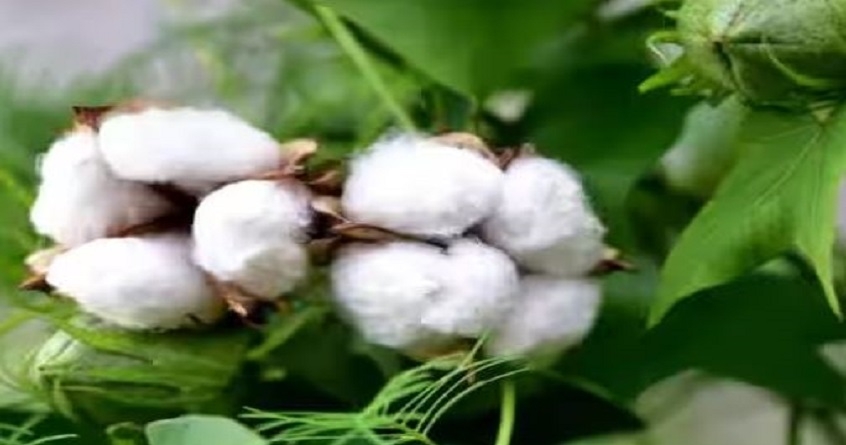 Amravati Now white gold will spread its shine in the market cotton growers are showing enthusiasm due to good prices - Avhijeet Bharat