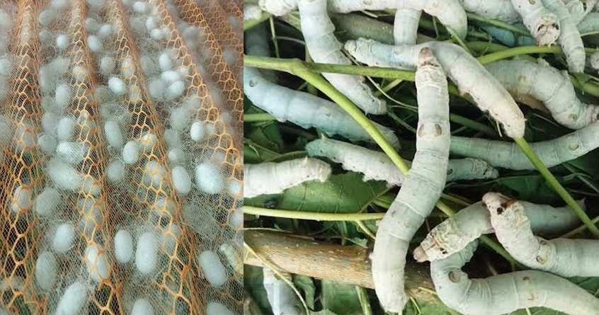 maharishi-campaign-2024-sericulture-awareness - Abhijeet Bharat