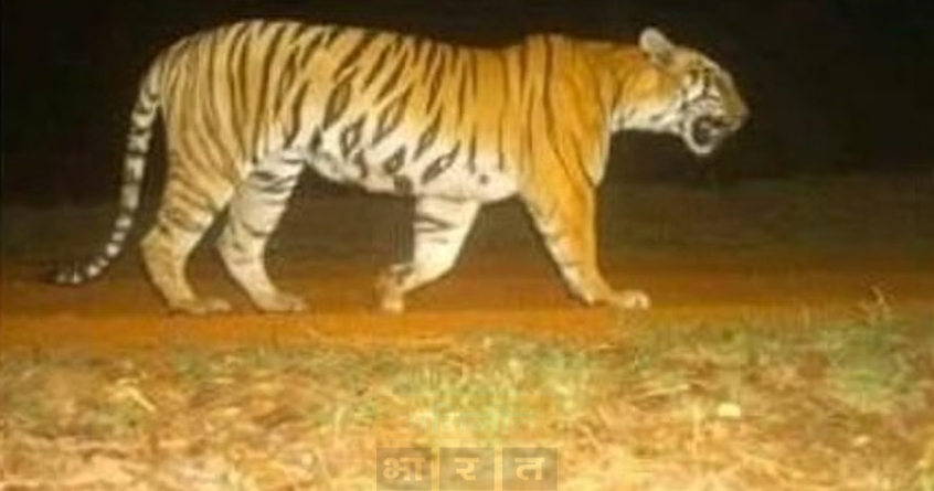 missing-celebrity-tigers-chandrapur - Abhijeet Bharat