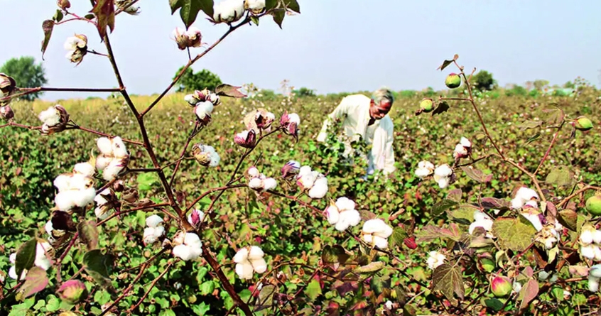 cotton-crisis-in-buldhana-leads-to-labor-unrest - Abhijeet Bharat