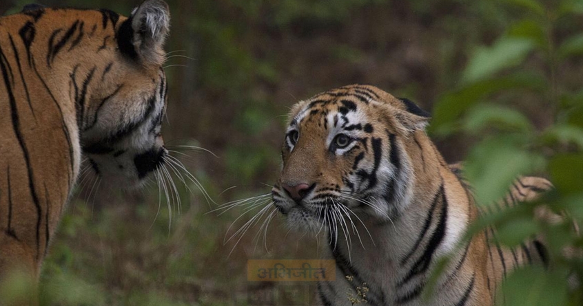 gadchiroli-wildlife-conflict-elephant-tiger-attacks - Abhijeet Bharat