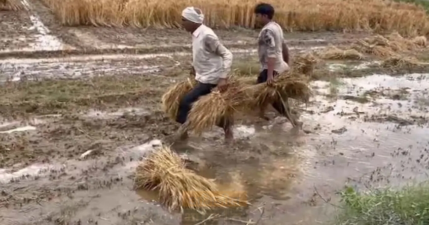 unseasonal-rain-vidarbha-agricultural-loss - Abhijeet Bharat