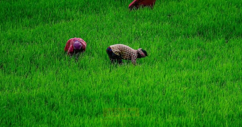 wardha-farmer-compensation-crop-insurance-rejection - Abhijeet Bharat