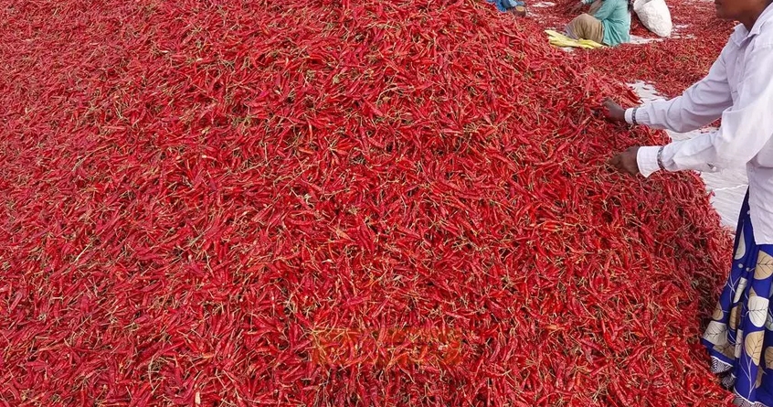 monsoon-impact-red-chili-loss-amaravati - Abhijeet Bharat