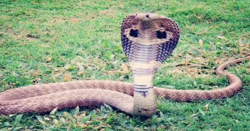 Elderly woman bitten by poisonous snake reached hospital carrying snake - Abhijeet Bharat