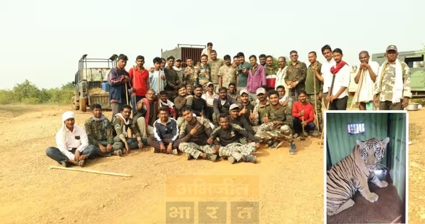 chandrapur-tiger-captured - Abhijeet Bharat