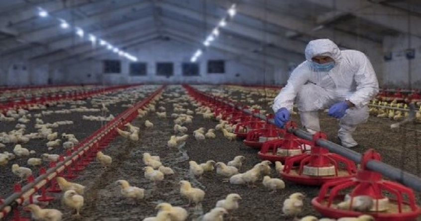 Jharkhand : सरकारी पोल्ट्री फार्म में मिला H5N1 वायरस