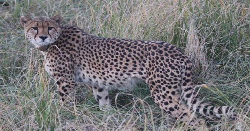 Cheetah Sasha dies at Kuno National Park