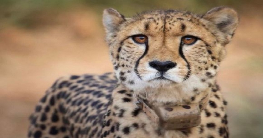 Cheetah Sasha dies at Kuno National Park