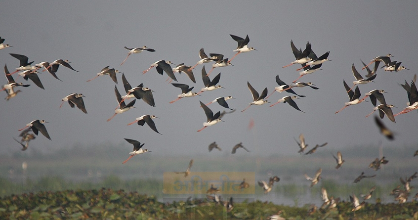 birds - Abhijeet Bharat