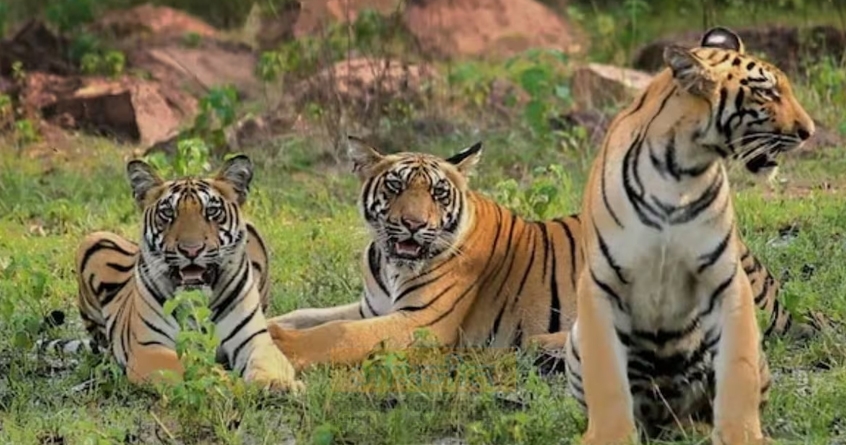 online booking closed in tadoba national park 12 crores scam after the verdict - Abhijeet Bharat
