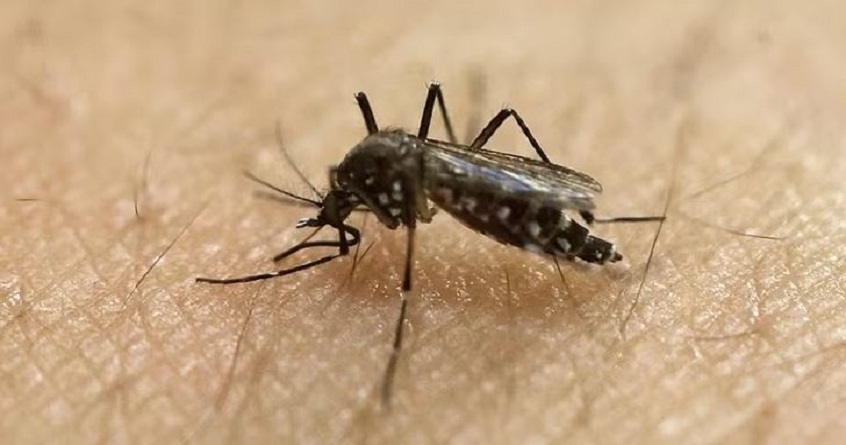 Dengue patients are increasing in Bhilai Awareness efforts by corporation - Abhijeet Bharat