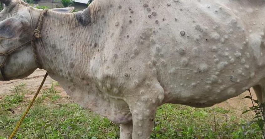 akola district mein paar pasar raha hai lumpy rog another animal infected with lumpy - Abhijeet Bharat