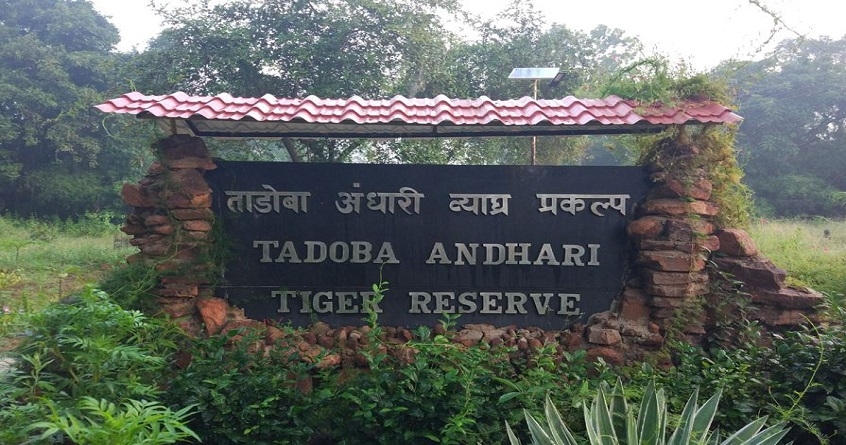 New website for online booking of Tadoba Jungle Safari will start soon - Abhijeet Bharat