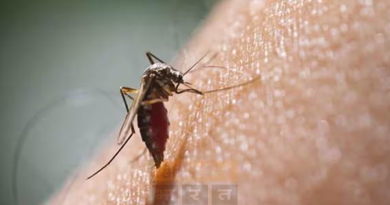 Nagpur Health : सौम्या शर्मा ने की डेंगू पर नियंत्रण के लिए नागरिकों से सावधानी बरतने की अपील