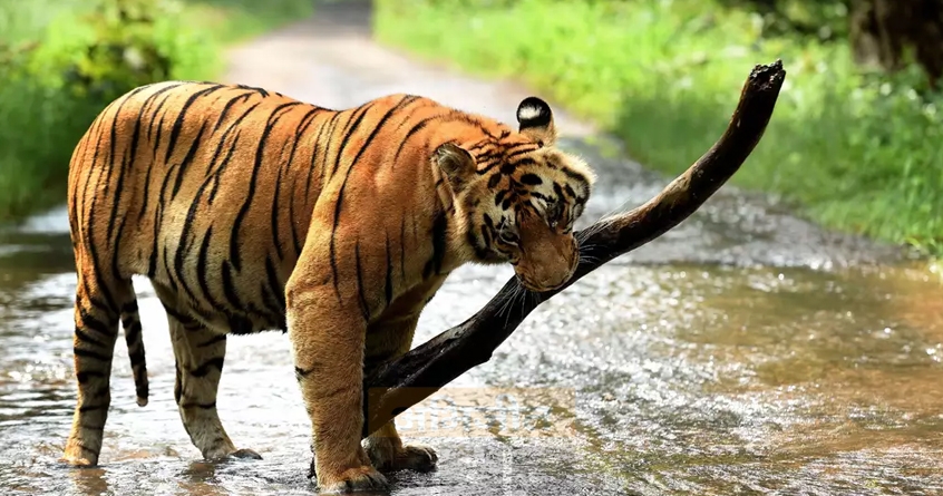 national-institute-for-wildlife-health-initiated-in-nagpur - Abhijeet Bharat