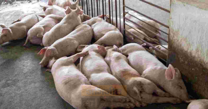 african swine flu ki chapet mein assam ka lakhimpur 1000 pigs were killed - Abhijeet Bharat