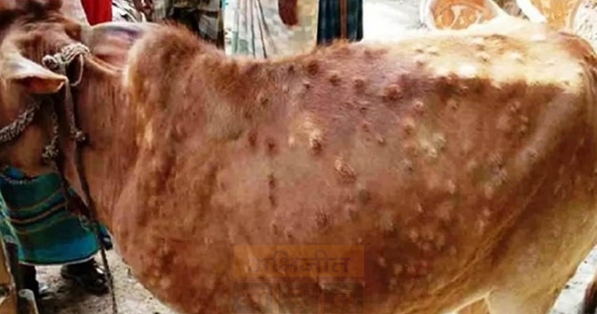 akola-lumpy-skin-disease-outbreak-four-animals-infected - Abhijeet Bharat