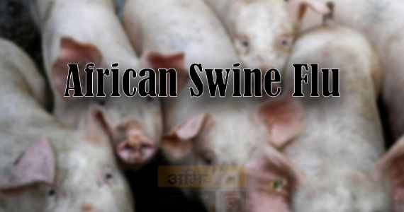 Buldhana: अफ्रीकन स्वाइन फ्लू के चलते सुअरों को मारने के कलेक्टर भाग्यश्री विसपुते का आदेश