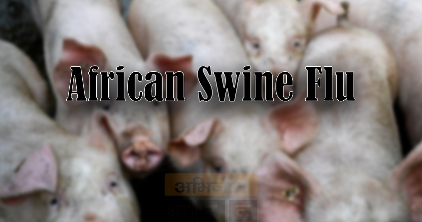 buldhana-african-swine-flu-outbreak - Abhijeet Bharat