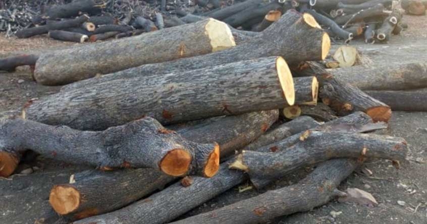 state gst squad raids wood trader