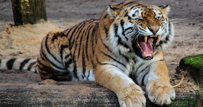 Tiger attacks on tribal youth