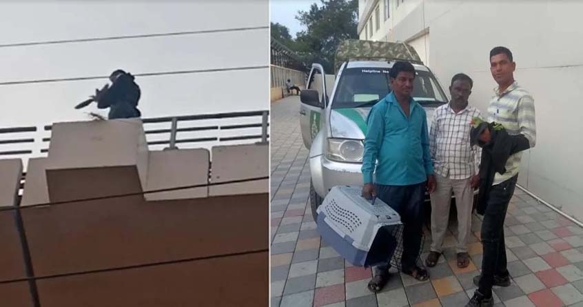 metro train stopped to save parrot s life