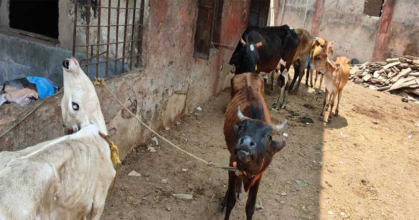 20 cows found in closed NMC School Case