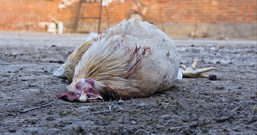 Chickens died due to extreme heat