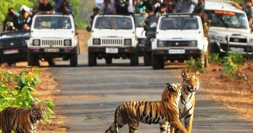 african safari to be built in nagpur and tiger safari to be built in chandrapur 15 officers returned after studying singapore dubai sharjah