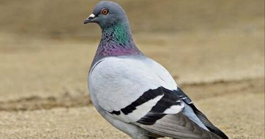 pigeon fails to fly during independence day celebration in chhattisgarh