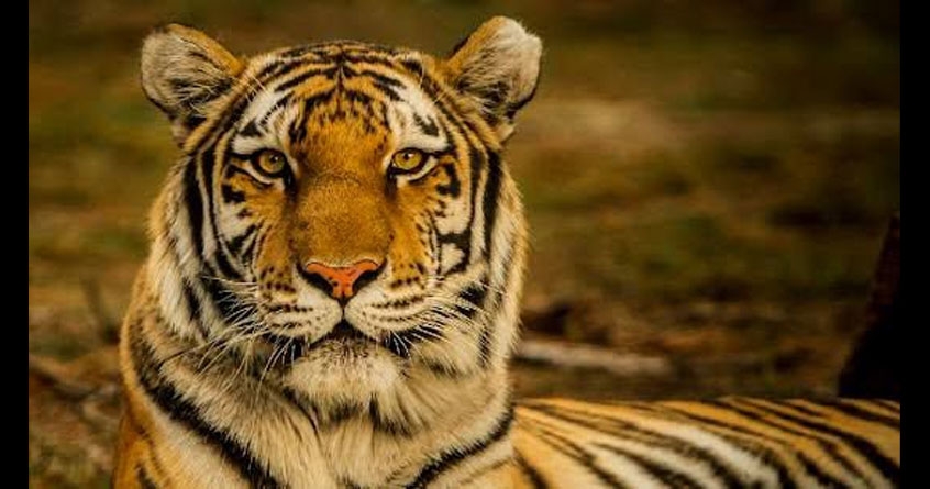 Tiger terror near Yavatmal