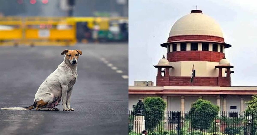 Supreme Court Stray animals