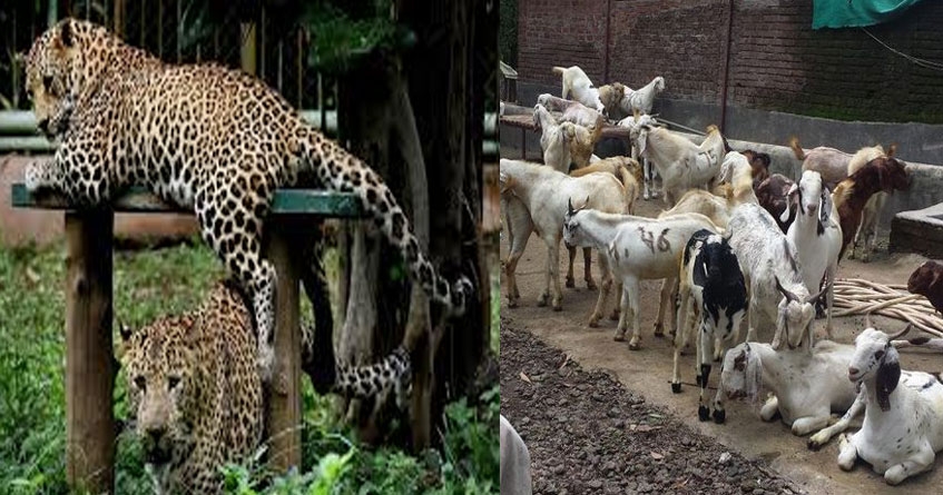 New strategy Leopard attacks