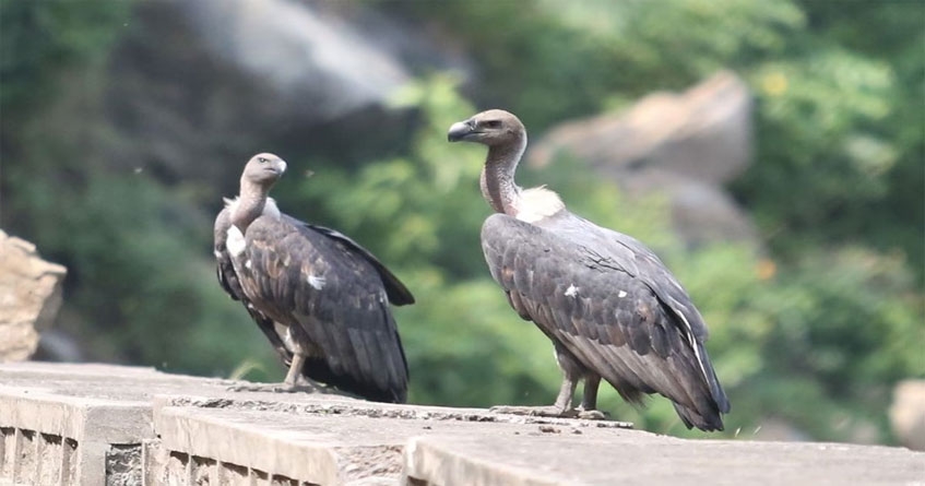Two endangered vultures