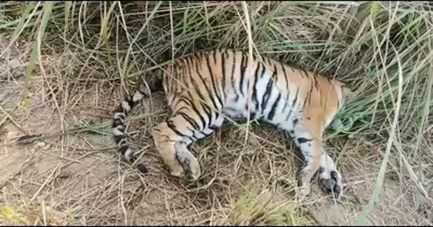 Suspicious death Tiger Rudra