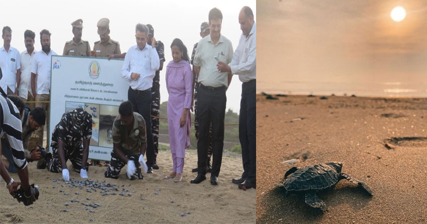 Olive Ridley Turtles