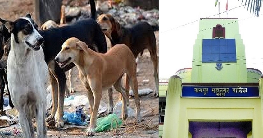 NMC Stray dogs NMC Stray dogs