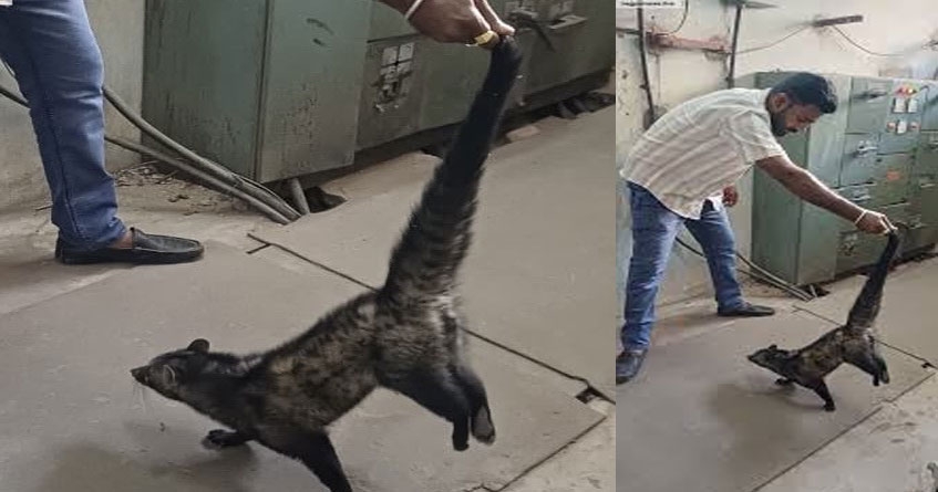 Civet trapped in NEERI campus