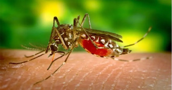 नागपुर में 26 हजार से ज्यादा घरों में मिला मच्छरों का लार्वा