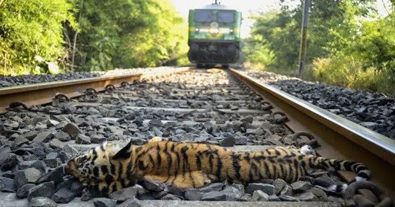 चंद्रपुर की रेल लाइन पर 10 साल में 17 बाघ समेत 140 से ज्यादा वन्यजीवों की मौत