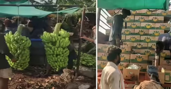 अमेरिका-ईरान युद्ध का असर! जलगांव के केला किसानों पर संकट, निर्यात ठप