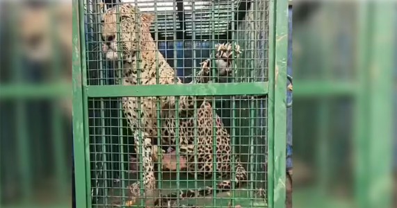 तेंदुए के डर के बीच ‘स्मार्ट केज’ की उम्मीद की किरण