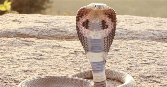 रसोई में फन फैलाए बैठे कोबरा को देख मचा हड़कंप
