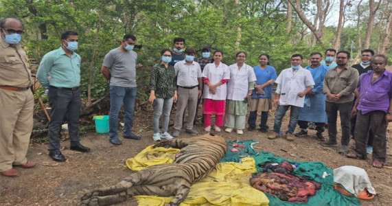 उमरेड वन परिक्षेत्र में बाघ का शव मिलने से हड़कंप