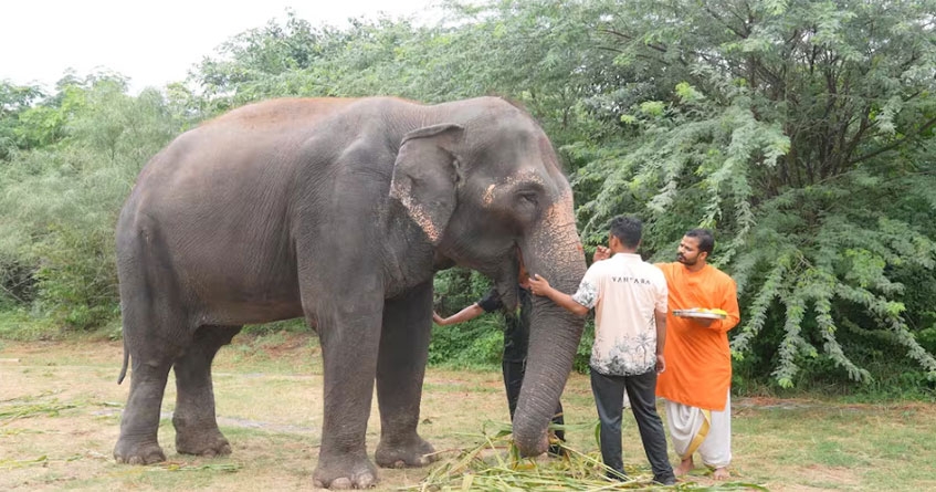 elephant